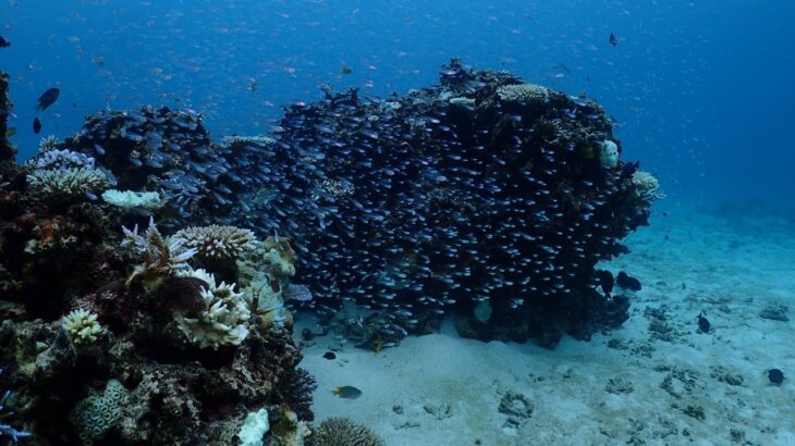 2023年 wilddiving宮古島東海岸ロックⅡ202409