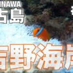 2023年 【宮古島修行#09】また歩いて『吉野海岸』   魚に噛まれても、、、溺れかけても、、えぇやん✨