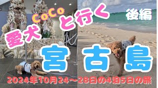 2023年 10月に愛犬と行く宮古島の旅（後編)