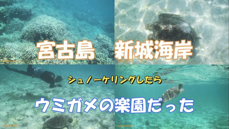 2023年 2024宮古島新城海岸　シュノーケリングしたらウミガメの楽園だった。午前中しか入っていないのに９匹も会えて大興奮。