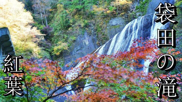 『紅葉』日本三名瀑 茨城県 袋田の滝 紅葉＆大子来人 2024/11/23