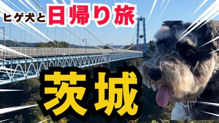 【犬連れ夫婦旅】茨城県の竜神大吊橋を満喫/竜神ダム/日立灯台/おさかなセンターで海鮮丼/40代夫婦日帰り旅行