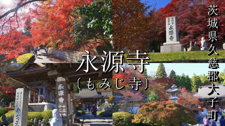 『4K 紅葉見頃 散策』2024/11/23 茨城県久慈郡大子町 永源寺(もみじ寺)