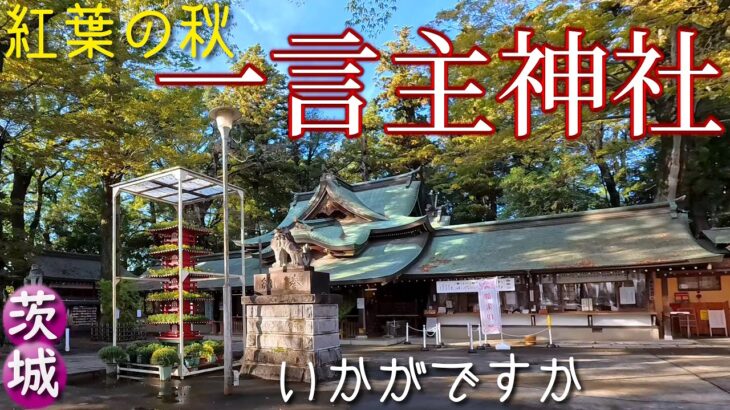 [4K]この秋は🍂茨城・栃木・埼玉・千葉からもアクセス良好な #一言主神社 ❮ひとことぬしじんじゃ❯で決まりっ✨JP2450←すごい👏＠茨城県常総市[2024.10.30撮影]ひとりでもご家族でも✨