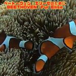 2023年 「カクレクマノミ」「Clown anemonefish」【4k 水中 UNDERWATER】【宮古島　海　サンゴ　魚　シュノーケリング　水族館　観光　移住】