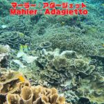 2023年 「サンゴ礁と熱帯魚」「Coral reef and tropical fish」【4k 水中 UNDERWATER】【宮古島　海　サンゴ　魚　シュノーケリング　水族館　観光　移住】