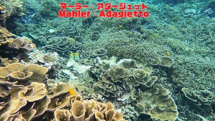 2023年 「サンゴ礁と熱帯魚」「Coral reef and tropical fish」【4k 水中 UNDERWATER】【宮古島　海　サンゴ　魚　シュノーケリング　水族館　観光　移住】