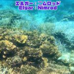 2023年 「サンゴ礁と熱帯魚」「Coral reef and tropical fish」【4k 水中 UNDERWATER】【宮古島　海　サンゴ　魚　シュノーケリング　水族館　観光　移住】