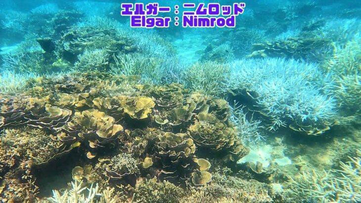 2023年 「サンゴ礁と熱帯魚」「Coral reef and tropical fish」【4k 水中 UNDERWATER】【宮古島　海　サンゴ　魚　シュノーケリング　水族館　観光　移住】