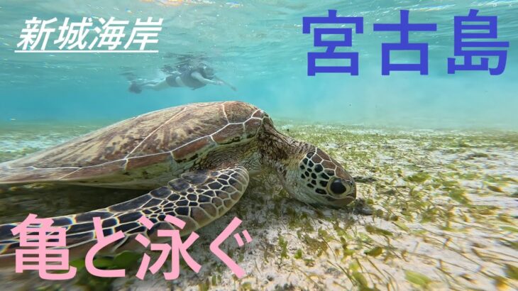 2023年 Miyako Island / Turtle 宮古島/新城海岸（亀とスノーケル） 2 koma