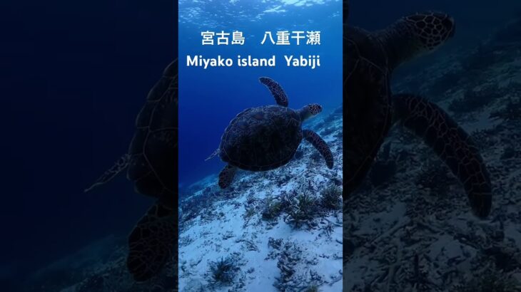 2023年 宮古島　八重干瀬　ウミガメ　Miyakoisland Yabiji