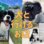 2023年 【宮古島】犬連れOKの飲食店5選！愛犬と一緒に楽しむ旅行♪｜ボーダーコリー