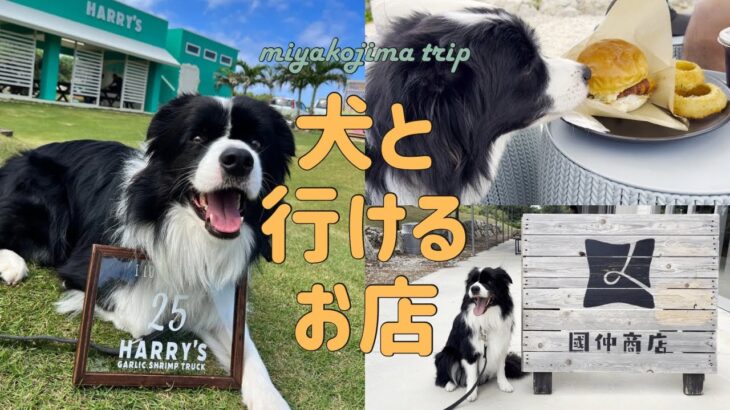 2023年 【宮古島】犬連れOKの飲食店5選！愛犬と一緒に楽しむ旅行♪｜ボーダーコリー