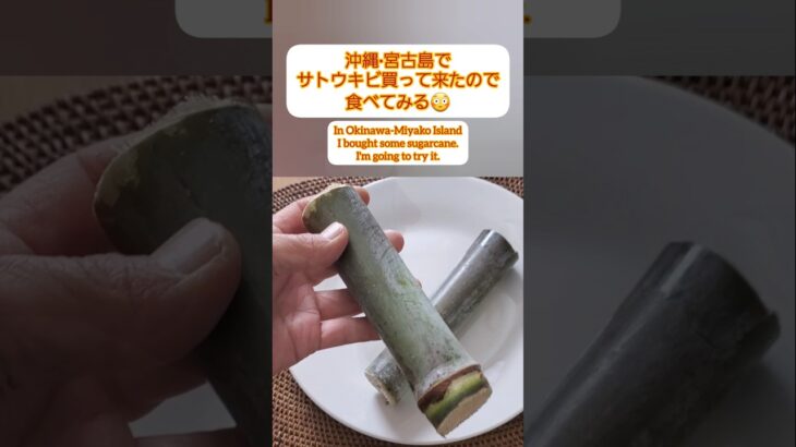 2023年 【Shorts動画】沖縄・宮古島でサトウキビ買ってきたので食べてみる！【I bought some sugarcane and I’m eating it.】#Shorts