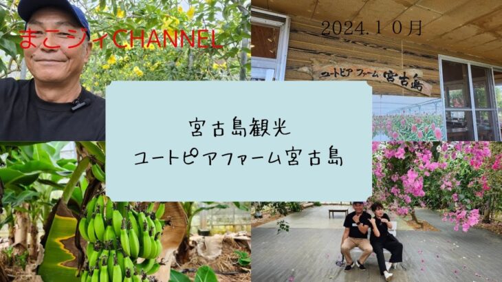 2023年 宮古島で雨でも楽しめる、ユートピアファーム宮古島をご紹介します。