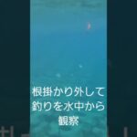 2023年 水中から見る宮古島での釣り🎣