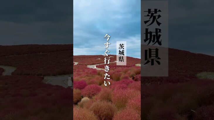 【茨城】秋の茨城がフォトジェニックすぎる!!紅葉で真っ赤なコキアが見られるのが今だけ🍂♡ #国営ひたち海浜公園 #いばらきフラワーパーク #茨城旅行