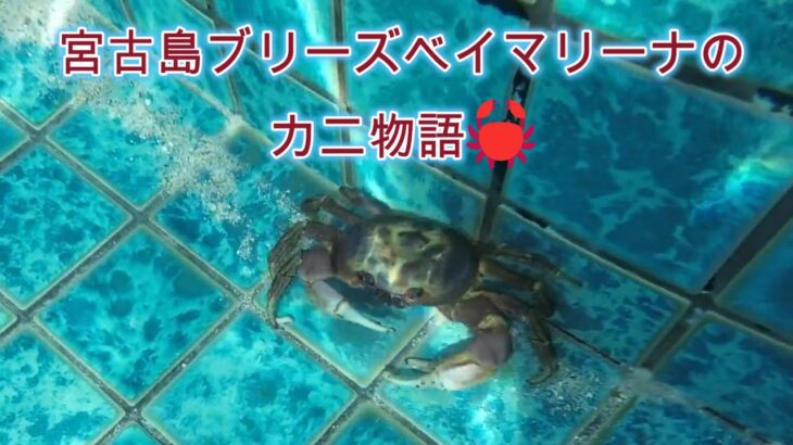 2023年 【宮古島】ブリーズベイマリーナのカニ物語