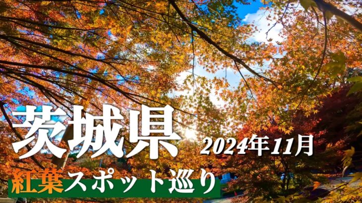 【茨城県 紅葉狩り】　「袋田の滝 」「竜神大吊橋」「花貫渓谷」「永源寺」　北エリア紅葉スポット🍁