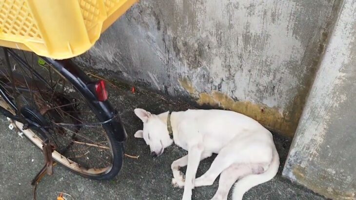 2023年 イギリスから宮古島にやってきた犬