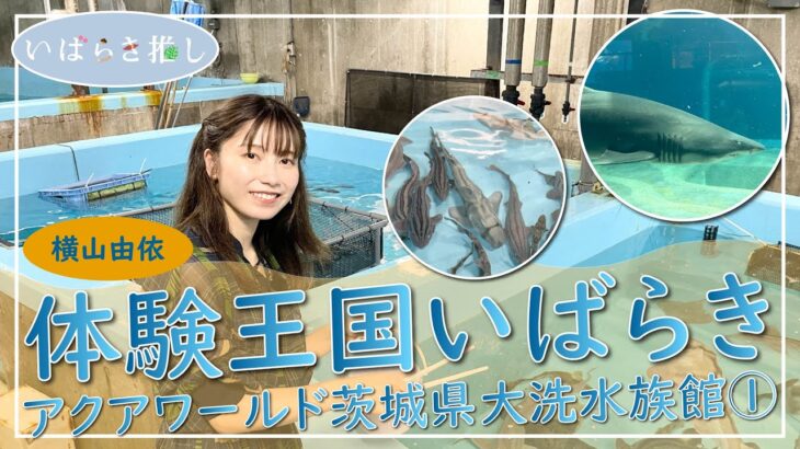 いばらき推し「体験王国いばらき～アクアワールド茨城県大洗水族館①～（大洗町）」【出演：横山由依】