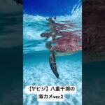 2023年 【宮古島】ヤビジ海カメver.2