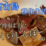 2023年 【vlog】宮古島🏝️50代移住者の日常。今回はくいしんぼー日記。😋🐟🐡🍰