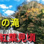 観光名所❤️袋田の滝🍁紅葉🍁茨城県久慈郡🎀自然と光が作り出す 神秘の空間「大子来人〜ダイゴライト〜」大子町の季節🍀✨高さ120メートル、幅73メートル❤️恋人の聖地💖後半