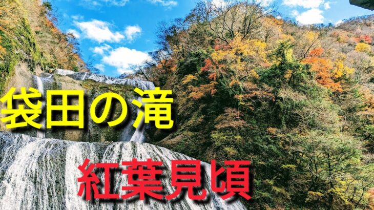 観光名所❤️袋田の滝🍁紅葉🍁茨城県久慈郡🎀自然と光が作り出す 神秘の空間「大子来人〜ダイゴライト〜」大子町の季節🍀✨高さ120メートル、幅73メートル❤️恋人の聖地💖後半