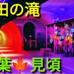 観光名所❤️袋田の滝🍁紅葉🍁茨城県久慈郡🎀自然と光が作り出す 神秘の空間「大子来人〜ダイゴライト〜」大子町の季節🍀✨高さ120メートル、幅73メートル❤️恋人の聖地💖