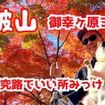 【茨城県 筑波山】ケーブルカー乗り場は燃えるような真っ赤な紅葉に🍁#紅葉2024 #犬連れ #柴犬