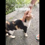 2023年 ねこたび2／宮古島2024／みんなかわいい！島ねこちゃん　#miyakojima #cat #ねこ動画 #travel