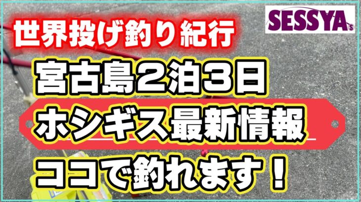 2023年 【世界投げ釣り紀行】宮古島2泊3日　ホシギス最新情報　ココで釣れます！！