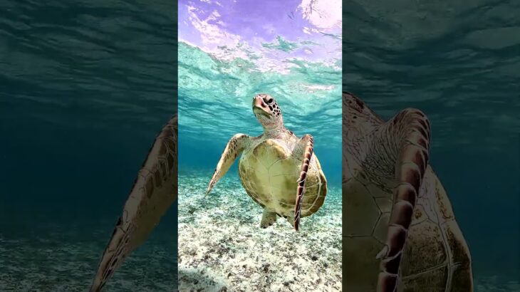 2023年 【4K映像】宮古島でウミガメと一緒にシュノーケルしませんか〜？？🐢💕 #shorts