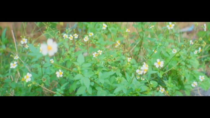 2023年 Heartwarming scenery of Miyakojima / SIRUI Saturn Anamorphic lens 50mm T2.9 / 2024/12/29