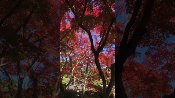 茨城紅葉🍁長勝寺さん✨⑥　#潮来市 #紅葉 #紅葉スポット #ibaraki #茨城県 #茨城 #shortvideo #shorts #short #もみじ