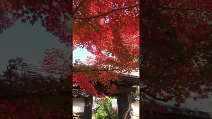 茨城紅葉🍁長勝寺さん✨④　#潮来市 #紅葉 #紅葉スポット #ibaraki #茨城県 #茨城 #shortvideo #shorts #short #潮来