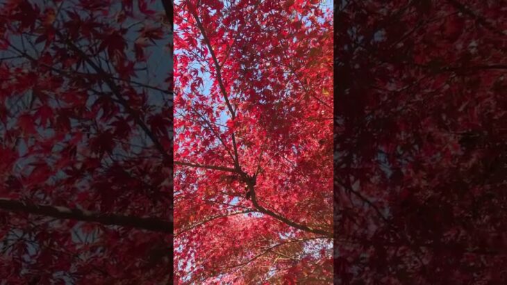 赤いねえ🍁茨城紅葉🍁⑦　#潮来市 #紅葉 #紅葉スポット #ibaraki #茨城県 #茨城 #shortvideo #shorts #short #もみじ　#潮来