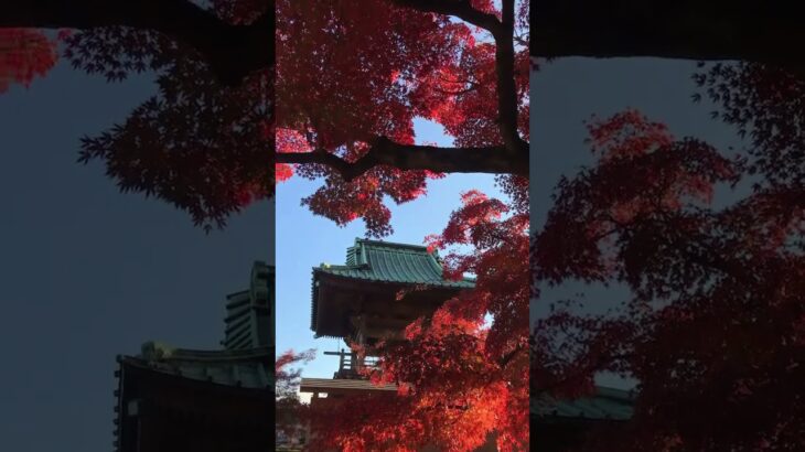 茨城紅葉🍁長勝寺さん✨⑧　#潮来市 #紅葉 #紅葉スポット #ibaraki #茨城県 #茨城 #shortvideo #shorts #short #もみじ　#潮来