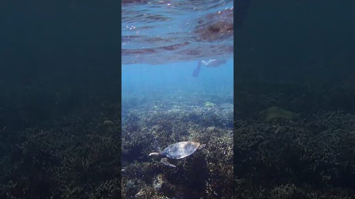 2023年 宮古島：新城ビーチ #okinawa #snorkeling #turtle