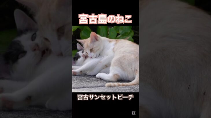 2023年 #宮古島 #野良猫