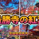 【最勝寺の紅葉】茨城県筑西市にある京都のような庭園をもつ古刹。紅葉と石仏巡りが楽しめます。