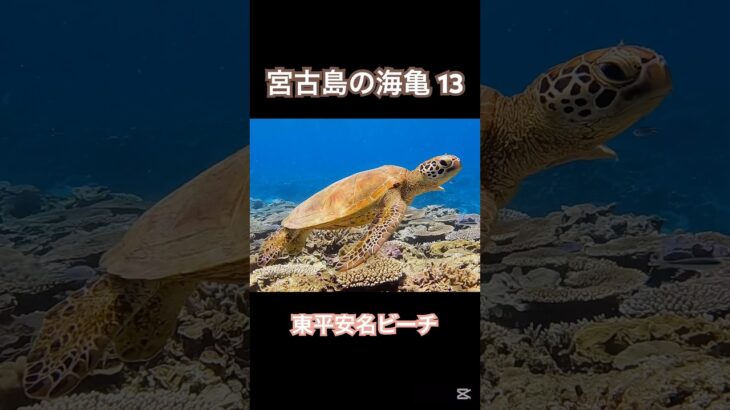 2023年 #宮古島 #ウミガメ #海亀