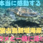 2023年 感動！ウミガメと一緒に泳げる！　　　　　　　　宮古島の新城海岸　　　　　　　　　　　　　　#宮古島　　　　　　　　　　　　　　　　#ウミガメ　　　　　　　