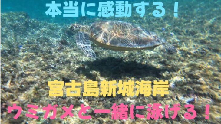 2023年 感動！ウミガメと一緒に泳げる！　　　　　　　　宮古島の新城海岸　　　　　　　　　　　　　　#宮古島　　　　　　　　　　　　　　　　#ウミガメ　　　　　　　