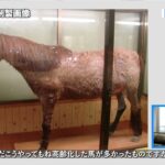 2023年 「宮古馬の現状と未来」宮古馬を絶滅から救う　～宮古馬保存会 長濱幸男氏インタビュー～