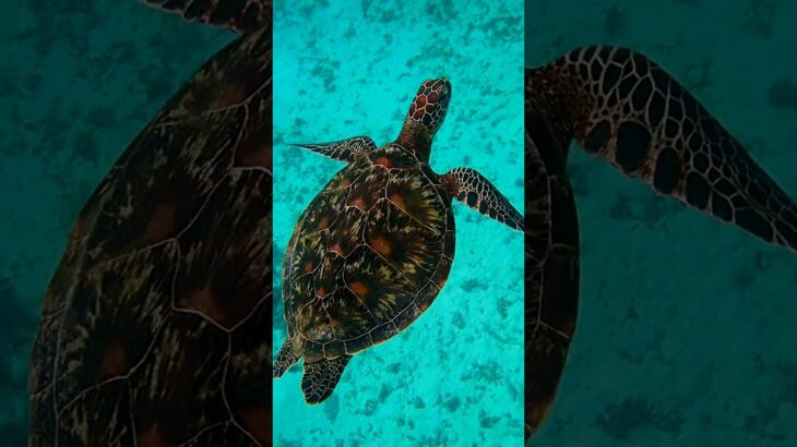 2023年 宮古島：wai wai beach #okinawa #snorkeling #turtle