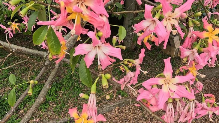 2023年 宮古島·砂山ビーチ駐車場のトックリキワタの花が満開でした(11月下旬)