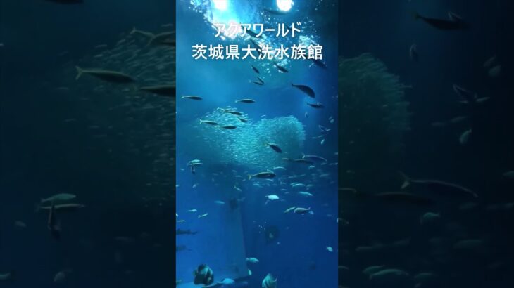 アクアワールド茨城県大洗水族館12#アクアワールド茨城県大洗水族館