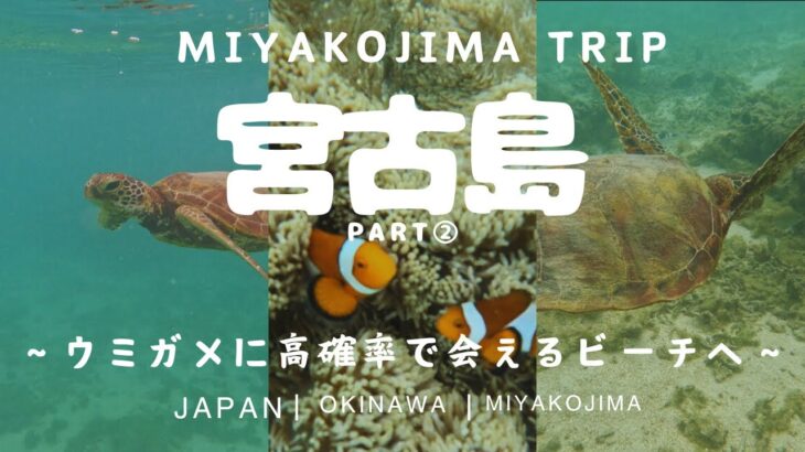 2023年 【宮古島】〜後半編〜1日3組限定ヴィラ🏨ウミガメに高確率で会えるビーチでウミガメと泳ぐ！🐠☀️